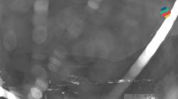 Webcams