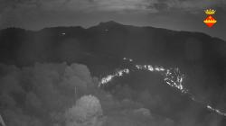Webcams
