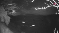 Webcams