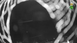 Webcams