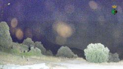 Webcams