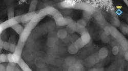 Webcams