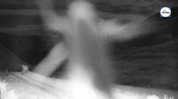 Webcams
