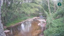 Webcams