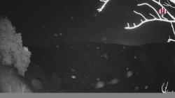 Webcams