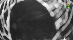 Webcams