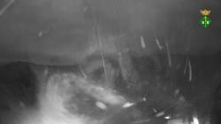 Webcams
