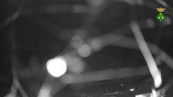 Webcams