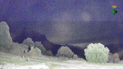 Webcams