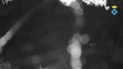 Webcams