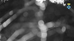 Webcams