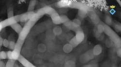 Webcams