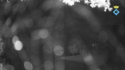 Webcams